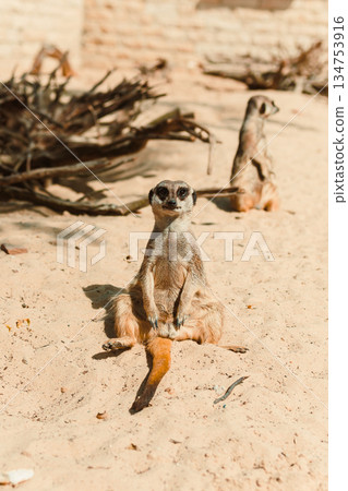 A Curious Meerkat Posing in Bright Sunlight This scene captures desert charm, showcasing natures beauty and wildlife interactions, making it perfect for photography enthusiasts A Curious Meerkat Posing in Bright Sunlight This scene captures desert charm, showcasing natures beauty and wildlife interactions, making it perfect for photography enthusiasts 134753916