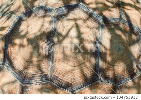 This closeup image captures the intricate beauty of a tortoise shell, showcasing its unique patterns and textures, reflecting natures biodiversity and the elegance found in the wild This closeup image captures the intricate beauty of a tortoise shell, showcasing its unique patterns and textures, reflecting natures biodiversity and the elegance found in the wild 134753918