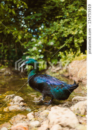 Beautiful Iridescent Waterfowl by the Stream Surrounded by Lush Greenery 134753919