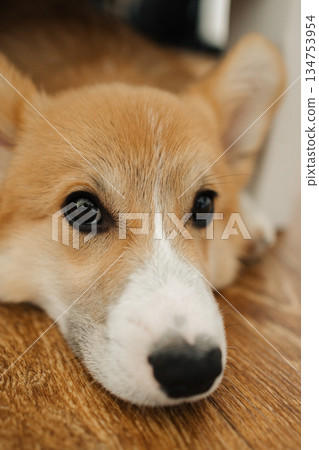 An adorable Welsh Corgi dog is lounging comfortably at home, displaying a variety of charming expressions that exude warmth and friendliness, making it a delightful companion for anyone nearby 134753954