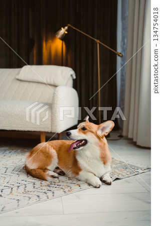 A charming Corgi can be seen relaxing peacefully in a cozy living room that features modern decor, giving the space a stylish and comfortable atmosphere that feels inviting and warm A charming Corgi can be seen relaxing peacefully in a cozy living room that features modern decor, giving the space a stylish and comfortable atmosphere that feels inviting and warm 134754018