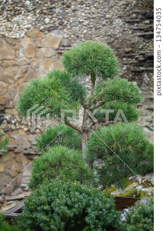 An elegant Bonsai Tree with lush green leaves stands against a textured stone background, capturing the essence of nature and art in a captivating piece that soothes the mind and spirit 134754035