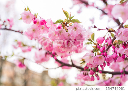 A Stunningly Beautiful Cherry Blossom Branch in Full Vibrant Bloom and Delightful Color 134754061