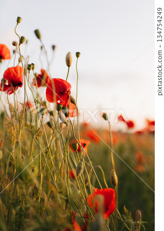 A stunning and vibrant field filled with blooming red poppies at sunset presents a captivating nature scene that truly brings beauty to life, showcasing the joy and tranquility of the outdoors 134754249