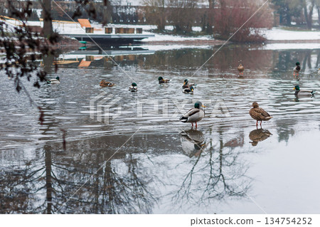 Ducks gracefully gliding across a Frozen Lake during the quiet and serene Winter season 134754252