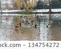 A beautiful flock of ducks is peacefully swimming in a serene lake 134754272