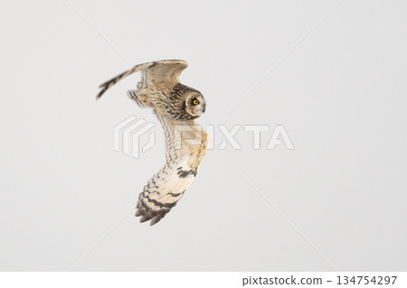 雪灘上的短耳鴞 134754297