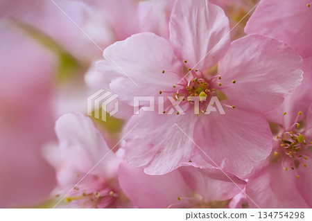 可愛的粉紅色川津櫻花 134754298