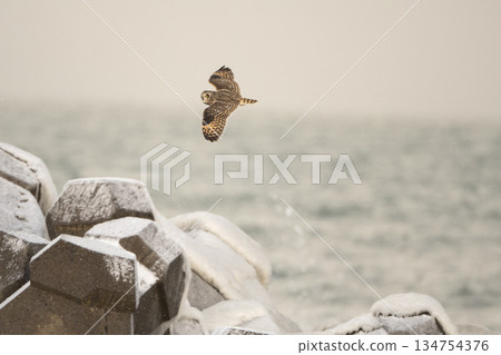 A short-eared owl on a snowy beach A short-eared owl on a snowy beach 134754376