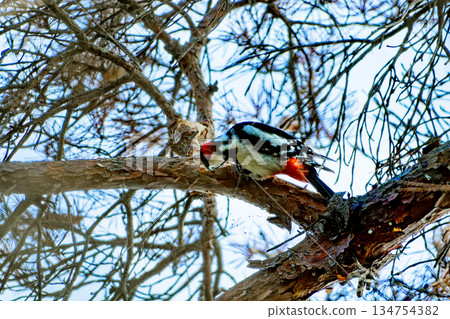 一隻雄性大斑啄木鳥正在紅松樹枝上覓食。 134754382