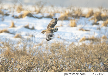 A short-eared owl flying over the snowy fields A short-eared owl flying over the snowy fields 134754428