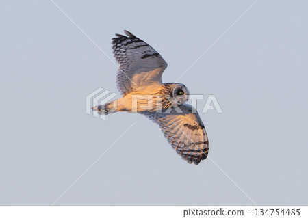 A short-eared owl illuminated by the setting sun 134754485