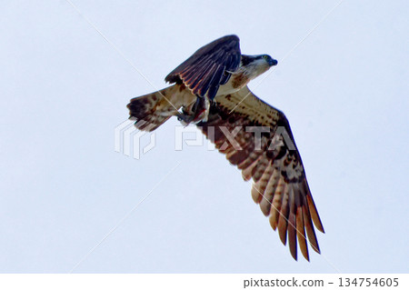 Osprey hunting 134754605