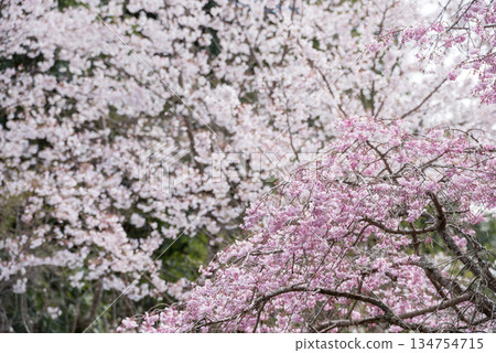 垂枝櫻花映襯著染井吉野櫻花的朦朧景象 垂枝櫻花映襯著染井吉野櫻花的朦朧景象 134754715