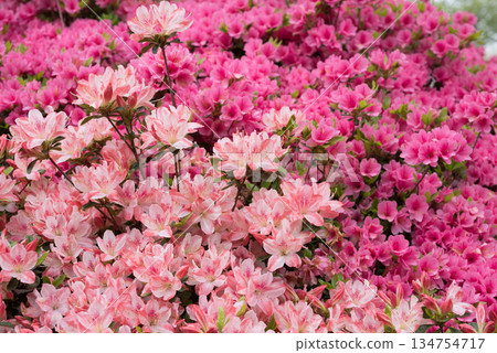 Two-tone azalea flowers with pink azalea flowers in the background Two-tone azalea flowers with pink azalea flowers in the background 134754717