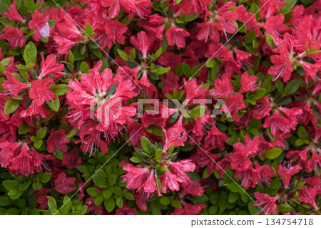 Aerial view of red azalea flowers wet with rain Aerial view of red azalea flowers wet with rain 134754718