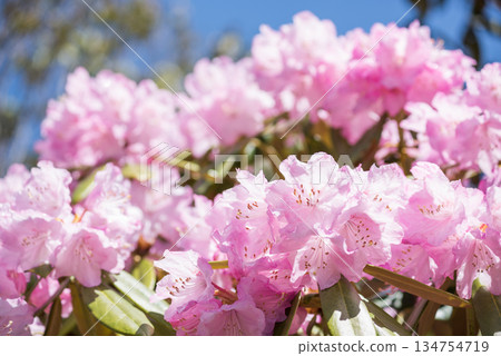 Pink rhododendron flowers under the blue sky Pink rhododendron flowers under the blue sky 134754719