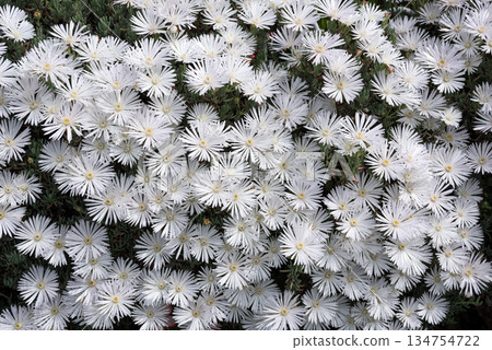 A field of white daisy flowers 134754722