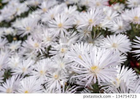 松下的鮮花 松下的鮮花 134754723