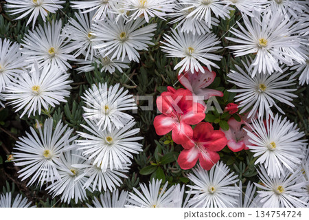白色雛菊和杜鵑花 白色雛菊和杜鵑花 134754724