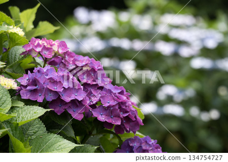 Purple hydrangea flowers against a background of white flower bokeh Purple hydrangea flowers against a background of white flower bokeh 134754727