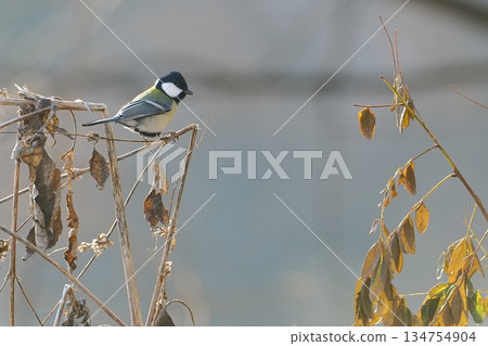 初冬我在森林裡遇見的大山雀 134754904