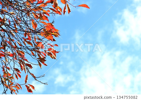 秋葉和藍天 134755082