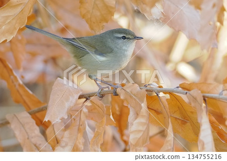 A Japanese bush warbler arrives at its wintering grounds A Japanese bush warbler arrives at its wintering grounds 134755216