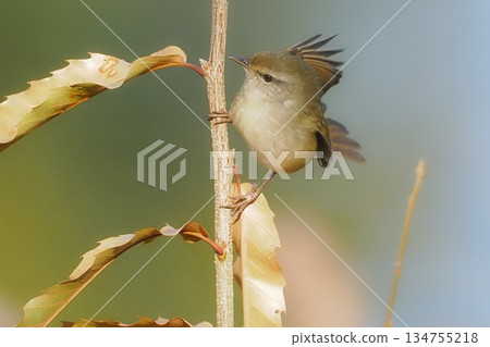 A Japanese bush warbler arrives at its wintering grounds A Japanese bush warbler arrives at its wintering grounds 134755218