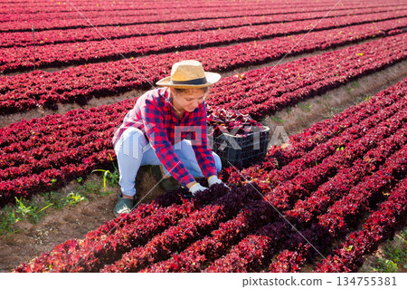Young female worker harvesting red lettuce at vegetable plantation Young female worker harvesting red lettuce at vegetable plantation 134755381