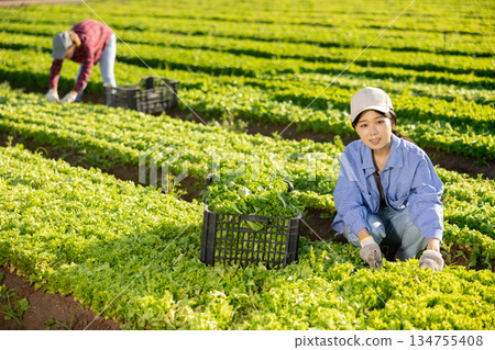 Smiling young asian female farmer harvesting green lettuce at field Smiling young asian female farmer harvesting green lettuce at field 134755408