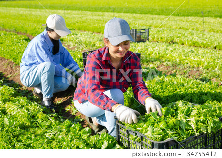 Two female plantation workers picking fresh lettuce 134755412