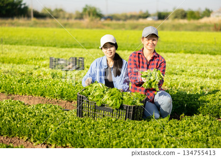 Two smiling girls workmates posing on field with harvested green lettuce Two smiling girls workmates posing on field with harvested green lettuce 134755413