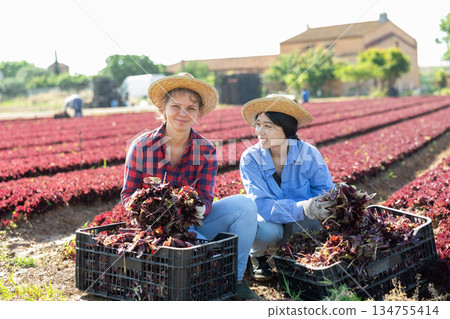 Two cheerful young female workers posing with red lettuce harvest on field 134755414