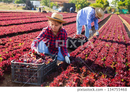 Skilled woman engaged in farming picking fresh red lettuce on farm at day 134755468