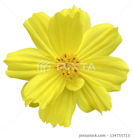 yellow cosmos cut out on white background. 134755713