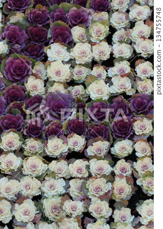 Leaf button decoration on the wall - Winter scenery Leaf button decoration on the wall - Winter scenery 134755748