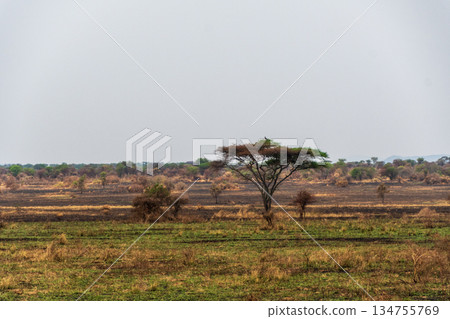 A tranquil serengeti landscape 134755769