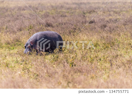 Hippos in the Ngorogoro Crater Hippos in the Ngorogoro Crater 134755771