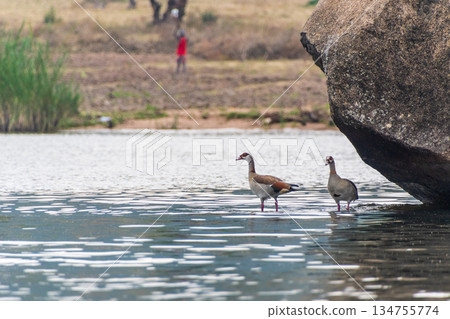 Nil geese near lake victoria 134755774