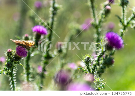 A visit to the Altyn-Arashan area A visit to the Altyn-Arashan area 134755775