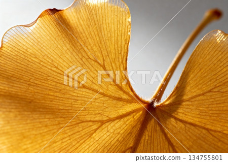 leaves of the flower 134755801
