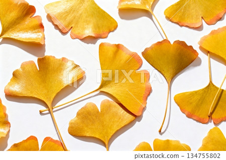 yellow leaves in autumn 134755802