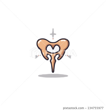 Stylized anatomical illustration: Pelvic structure for medical or educational purposes, presenting Stylized anatomical illustration: Pelvic structure for medical or educational purposes, presenting 134755977