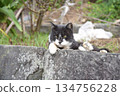 貓在岩石上休息 134756228