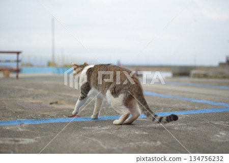 A cat staring at you A cat staring at you 134756232