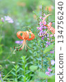 Tiger lilies with orange speckled petals open and purple lythrum, vertical landscape of summer fields 134756240