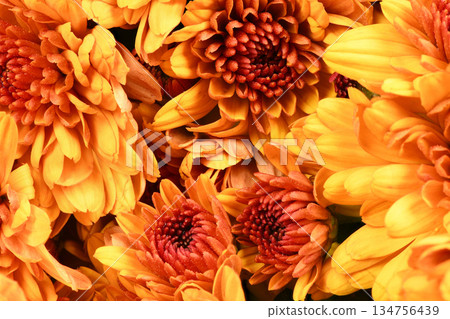 Vibrant Orange Chrysanthemum Flowers Background for Autumn Decoration Vibrant Orange Chrysanthemum Flowers Background for Autumn Decoration 134756439