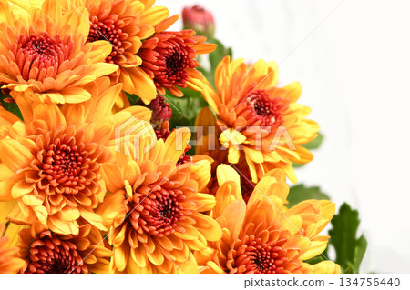 Vibrant Orange Chrysanthemum Flowers Background for Autumn Decoration Vibrant Orange Chrysanthemum Flowers Background for Autumn Decoration 134756440