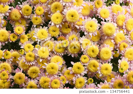 Soft Pink and Yellow Chrysanthemum Flowers Macro Background Soft Pink and Yellow Chrysanthemum Flowers Macro Background 134756441